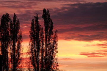 Wall Mural - rose sunset over the forest