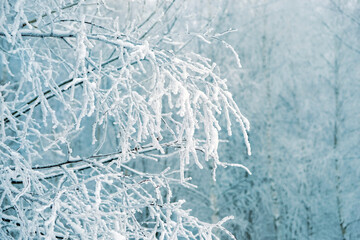 Wall Mural - winter snowy nature background. Beautiful snow covered tree branches. gentle winter forest landscape. frosty cold weather. first snow.