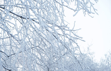 Wall Mural - winter snowy nature background. Beautiful snow covered tree branches close up. gentle winter forest landscape. frosty cold weather. first snow.