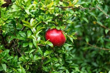 Wall Mural - red ripe pomegranate