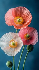 Wall Mural - Vibrant poppy flowers in shades of pink and white against a blue background