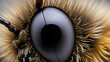 © Lauren - Macro image of a bees eye, highlighting the compound structure and role in navigation, great for entomological research