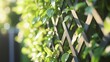 © Rapit - Lush greenery climbing a garden trellis in sunlight.