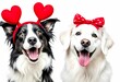 © Meheraj Hosen Mahid - Two cheerful, decorated dogs wearing a bow and heart accessories celebrate joy and love together. Their expressions and attire convey affection with a warm and delightful tone in the holiday season.