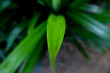 © syahril - aesthetic photo of pandan leaves with blur effect
