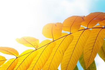 Wall Mural - Yellowed leaves of Manchurian walnut close-up, autumn background