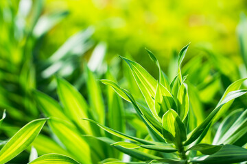 Poster - Closeup nature view of green leaf on sunlight using as background and fresh ecology wallpaper concept