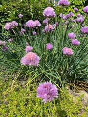 Allium schoenoprasum.  An ornamental perennial bulbous plant with a thick double pink round inflorescence in the garden. Flower background