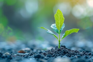 A small green plant is growing in the dirt