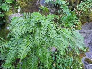 fern leaves