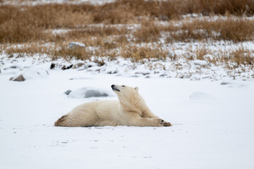 Wall Mural - Polar bear resting on snow covered ground