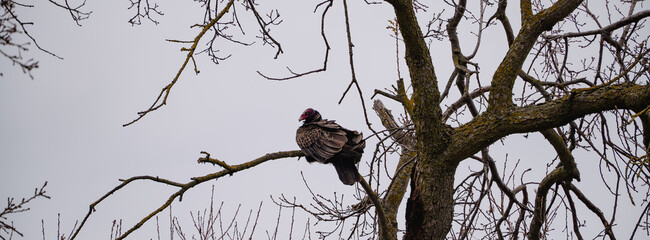 turkey vulture in a tree on a rainy day