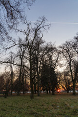 Poster - Winter park with deciduous trees at sunset. There is frost on the grass