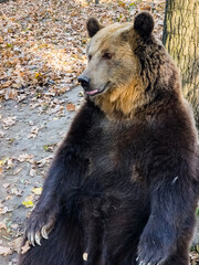 funny photo of a sitting brown bear