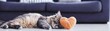 © Khritthithat - Cozy Cat Sleeping Peacefully on Floor with Orange Yarn Ball, Relaxing in Comfortable Living Room Environment with Soft Couch and Natural Light