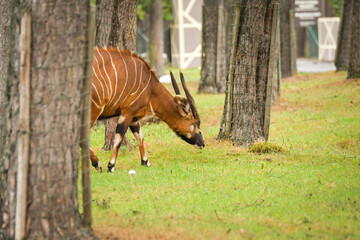 Wall Mural - The antelope walking around its enclosure on safari. Free-roaming animals in the safari park.