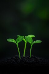 Wall Mural - Green seedlings emerging from dark soil in a close-up view