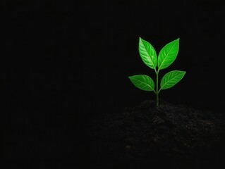 Wall Mural - New plant sprouting from dark soil in a minimalistic setting