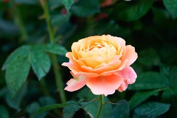 Wall Mural -  A beautiful rose in full bloom, surrounded by blurred greenery. The delicately layered petals reveal bright, warm colors, with natural gradations