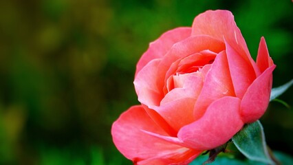 Wall Mural -  A beautiful rose in full bloom, surrounded by blurred greenery. The delicately layered petals reveal bright, warm colors, with natural gradations