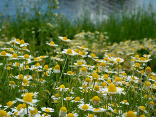 Fototapete - Medicinal chamomile, Matricaria chamomilla L. on the lake shore.