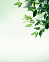 Wall Mural - Green Leaves on Soft Background