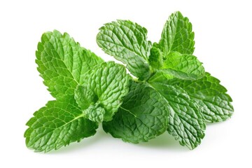 mint leaves  spearmint  isolated on white background  clipping path  full depth of field