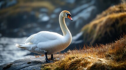 Aufkleber - Majestic white swan standing on a rock near water, backlit by sunlight.