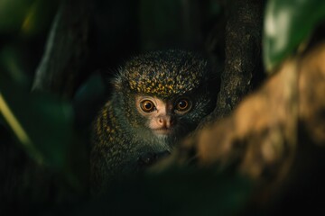 Poster - Close-up of a small monkey with golden fur peeking from behind a tree trunk in a dark, lush forest.