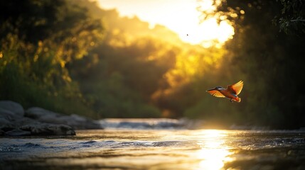 Aufkleber - Kingfisher in flight over a sunlit river at sunset.