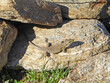 © Jenny Thompson - Lizard in the sun on a rock