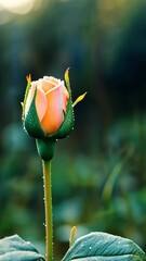 Wall Mural - Blooming rose bud glistening with dew in a serene garden at dawn