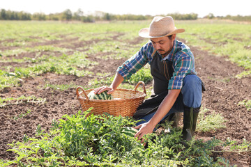 Wall Mural - Man picking ripe watermelons in field on sunny day