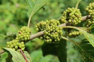 Wall Mural - Green callicarpa berries on the bush in Florida nature, closeup