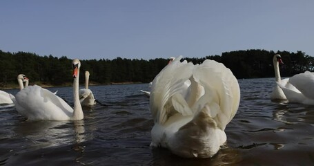 Wall Mural - white swans who arrived in eastern Europe in the spring to raise offspring, white swans on the lake in sunny weather