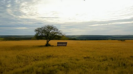 Wall Mural - video of peaceful open field lone tree wooden bench shade inviting moment quiet reflection relaxation