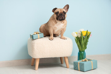 Wall Mural - Cute French bulldog with gifts and tulips near blue wall. International Women's day