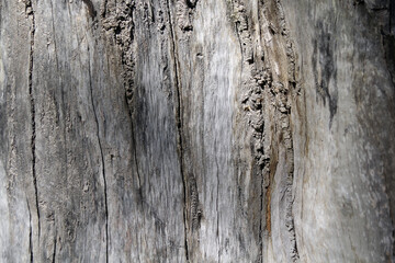 Weathered grey gray tree trunk abstract textured background