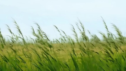 Wall Mural - Wild grass gently swaying summer sky captured vertical video highlights beauty breezy countryside field