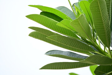 Wall Mural - beautiful green leaf texture in springtime, water drop on frangipani leaves