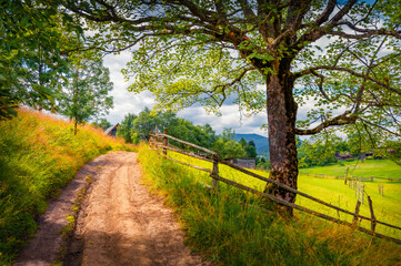Wall Mural - amazing summer view of carpathian garden with old country road. astonishing morning scene of stebny 
