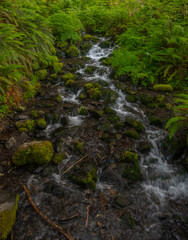 Wall Mural - Water Streams Over Rocks Lined by Ferns