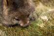 © Grantat - The bare-nosed wombat, also known as the common wombat, is the world's largest burrowing herbivorous mammal.
