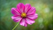 © Buakung - Close-up of a single cosmos flower stem with its intricate details and texture, showcasing the unique shape and structure of this popular summer bloom , cosmos flower stem, botanical