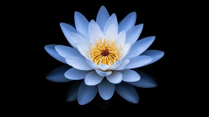 Wall Mural - Close-up of a serene blue water lily floating on dark water, reflecting its beauty.