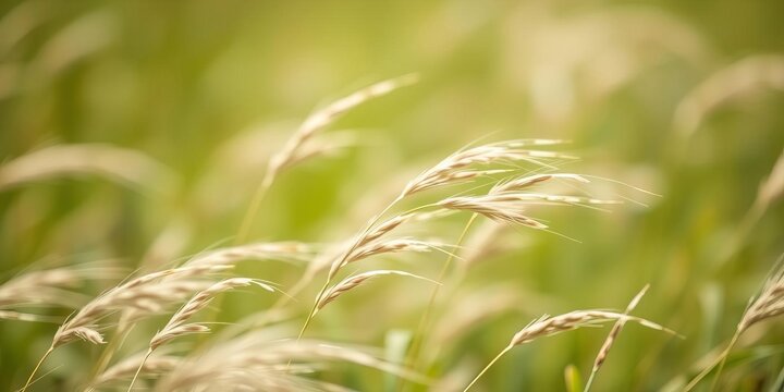 Close up of dry grass in a windy meadow with sunny green and blue faded tones, creating a beautiful abstract nature background with bokeh and soft focus, dry grass, bokeh