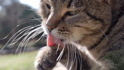 Wall Mural - a tabby cat in the garden is licking and cleaning its fur