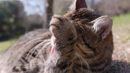 Wall Mural - a tabby cat in the garden is licking and cleaning its fur