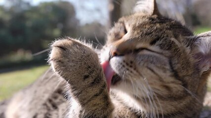 Wall Mural - a tabby cat in the garden is licking and cleaning its fur