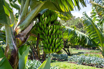 banana trees, healthy fruit full of nutrition, with unripe green fruit growing in a farm field, agri